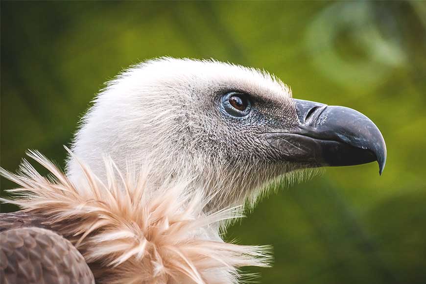 Griffon vultures of Rajabhatkhawa return with a flock of rare vultures from Pakistan and Nepal!